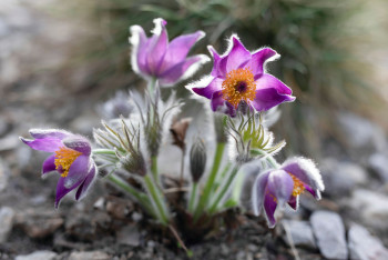 Botanická zahrada nabídne v březnu přednášky pro veřejnost Botanická zahrada nabídne v březnu přednášky pro veřejnost