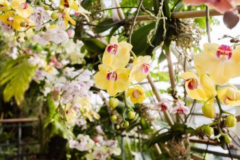 Botanická zahrada Praha zahájila oblíbenou výstavu orchidejí Botanická zahrada Praha zahájila oblíbenou výstavu orchidejí